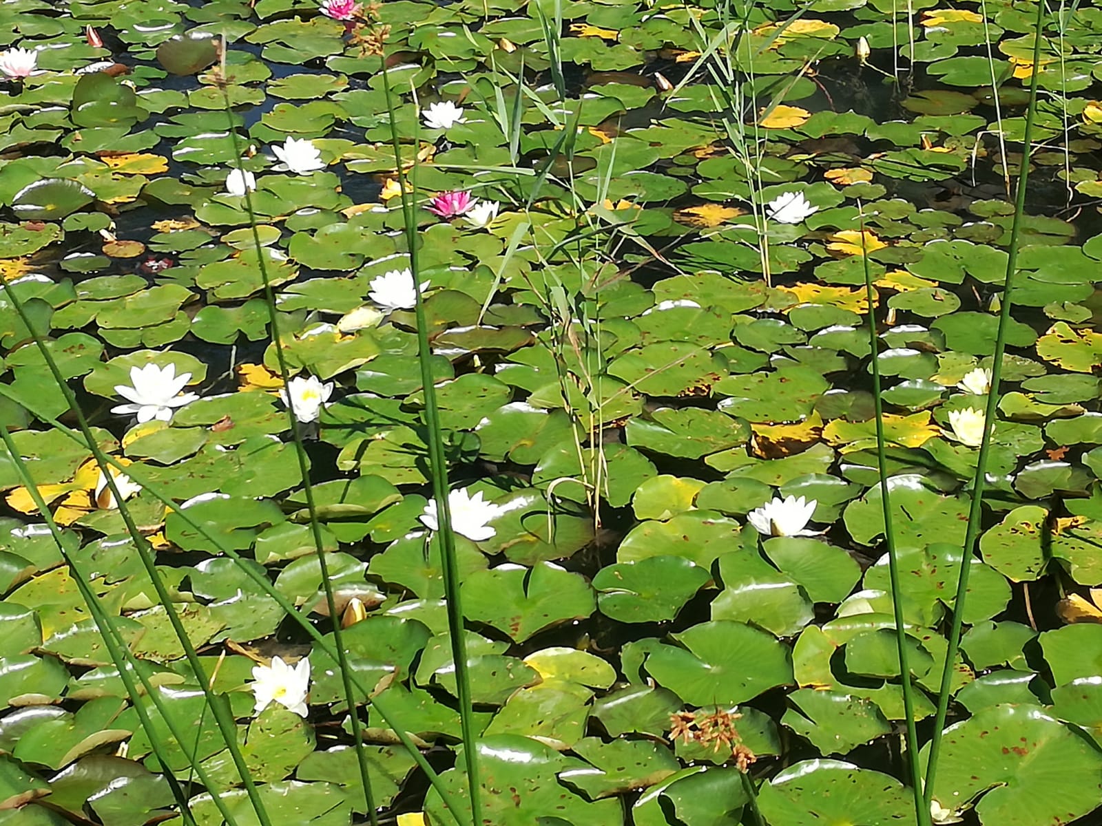 pirker treff20.08.01_00026